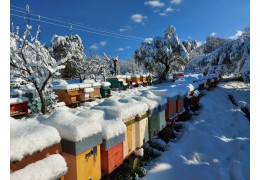 Quando arriva l’inverno: dove sono le api???